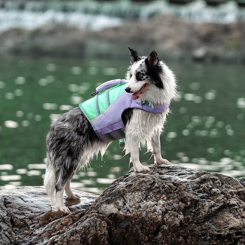 Truelove Outdoor Dog Life Jacket Stay Afloat in Style - immagine 7