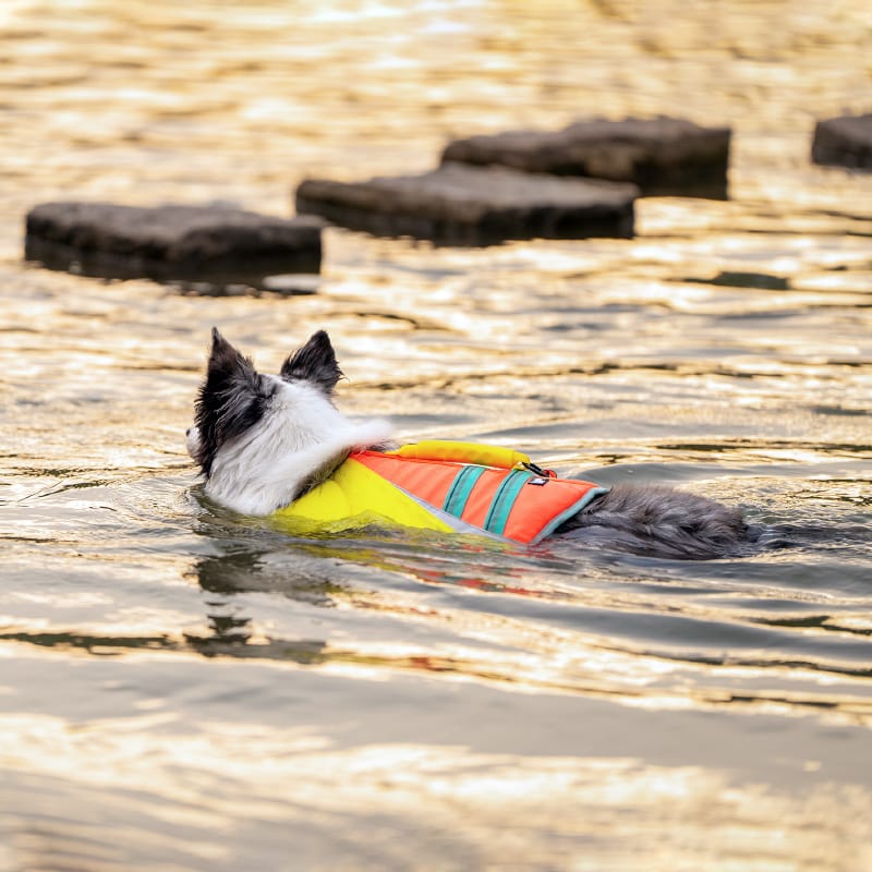 Truelove Outdoor Dog Life Jacket Stay Afloat in Style - immagine 8