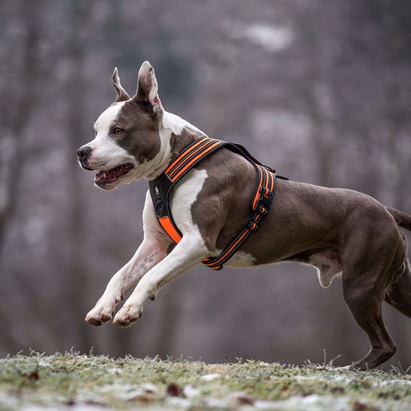 Truelove Soft Padded Handle Reflective Dog Harness - immagine 4