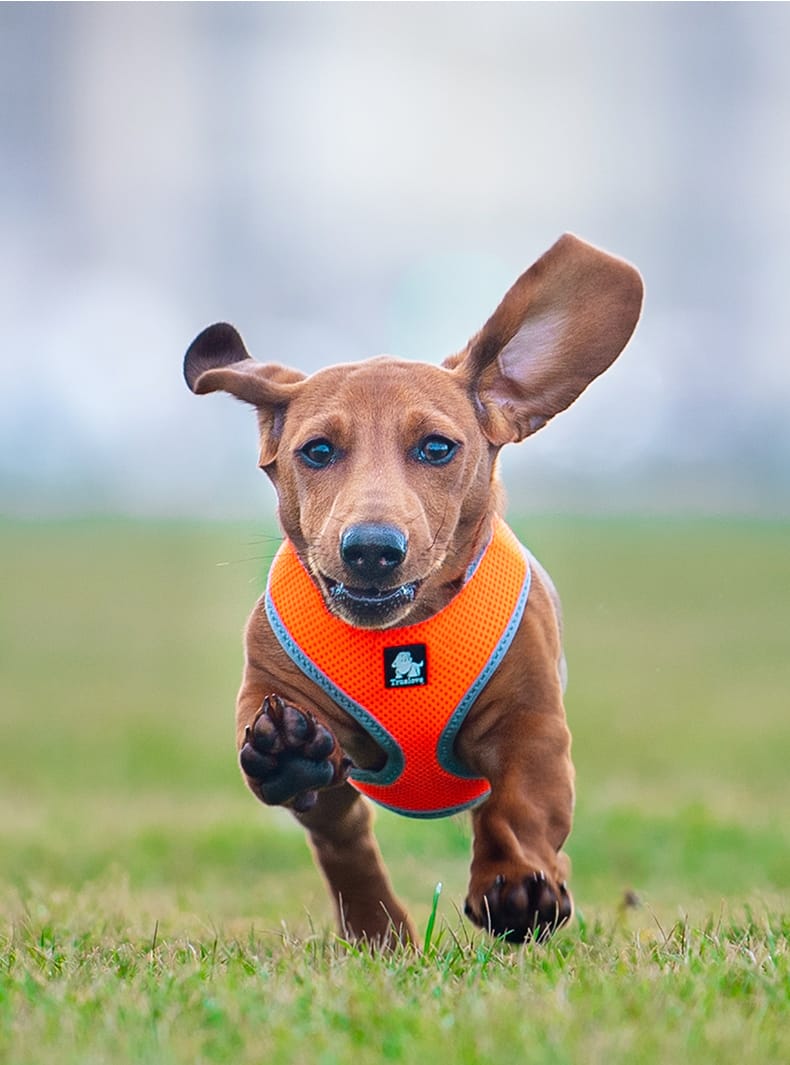 Truelove Comfortable Soft Breathable Pet Vest - immagine 4