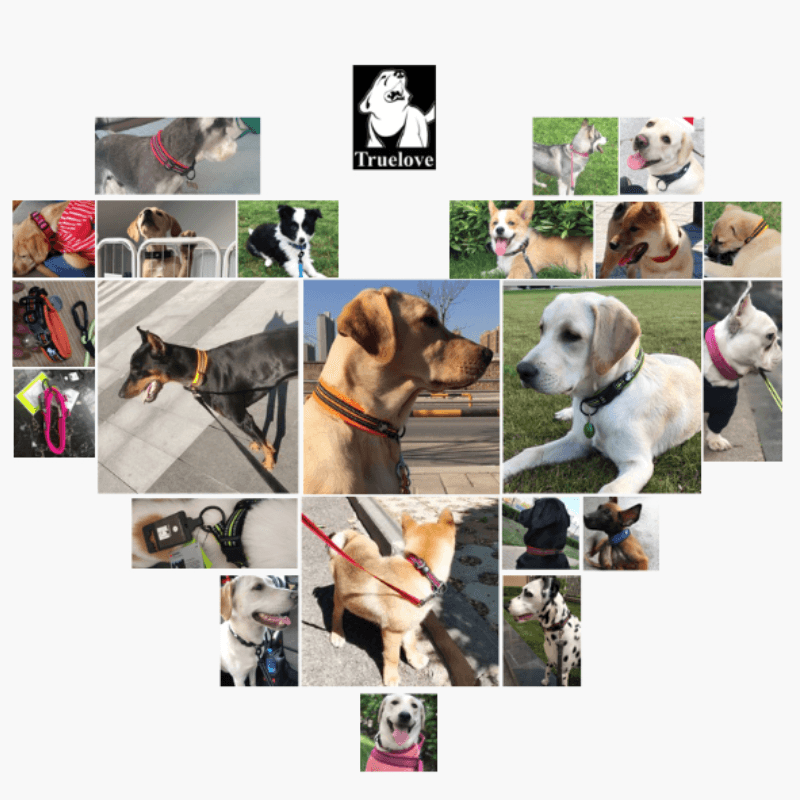 Truelove Reflective Padded Pet Collar for Safety and Comfort - immagine 10
