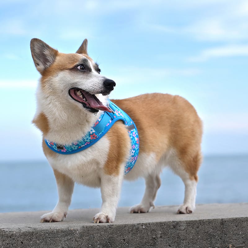 Truelove Breathable Air-Mesh Harness with Cooling Technology Cooling Vest - immagine 7