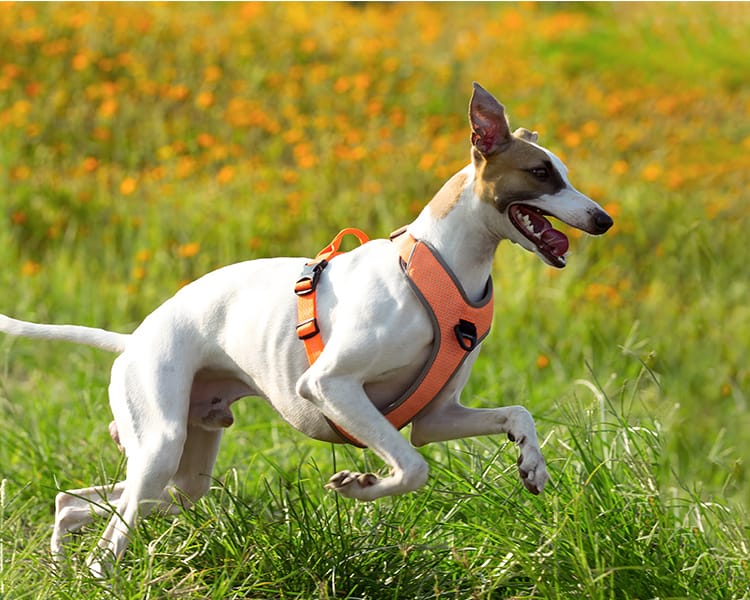 Truelove Reflective Breathable Adjustable Dog Harness - immagine 5