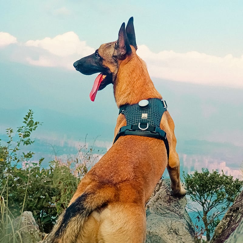 Truelove High-Tech Harness with LED Light and GPS Tracker Holder Innovative Harness - immagine 10