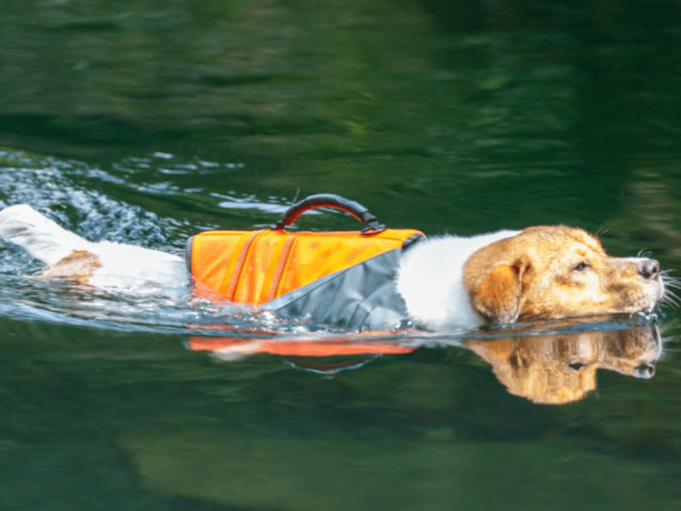 Truelove Outdoor Dog Life Jacket Stay Afloat in Style - immagine 6