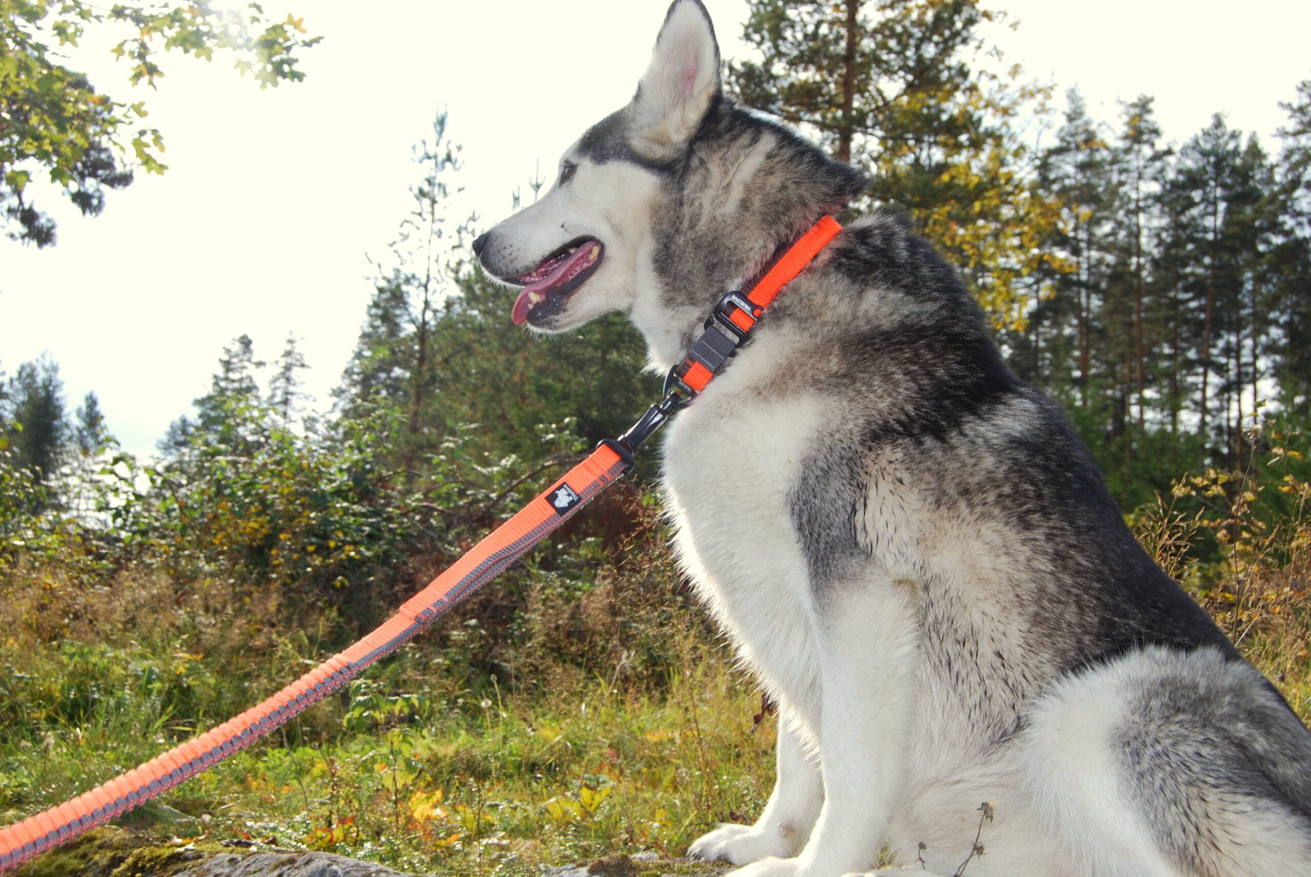 Truelove Nylon Bungee Dog Leash - immagine 5