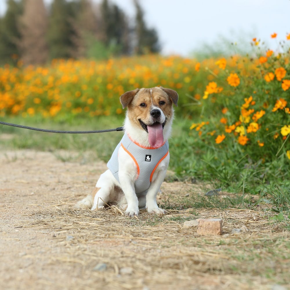 Truelove Cooling Vest for Dogs - immagine 9