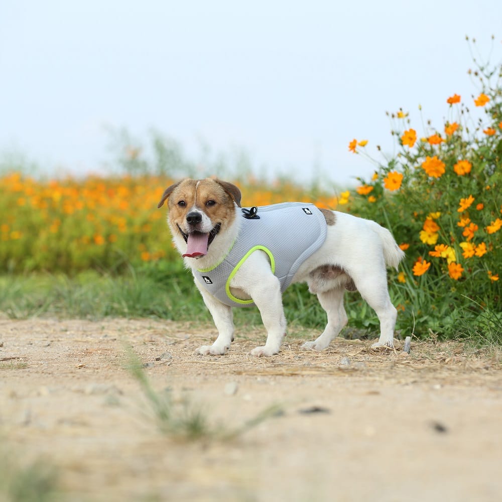 Truelove Cooling Vest for Dogs - immagine 10