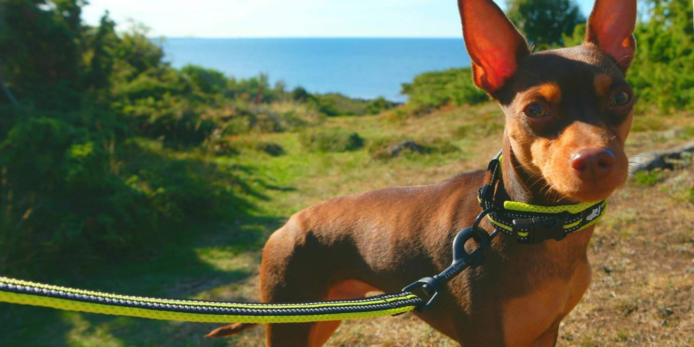 Truelove Reflective No Choke Basic Dog Collar - immagine 8